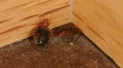 Způsoby, jak se zbavit bedbugs v domě